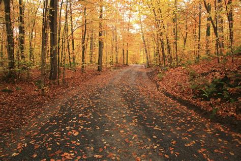 Fall Foliage Driving Tours New York State