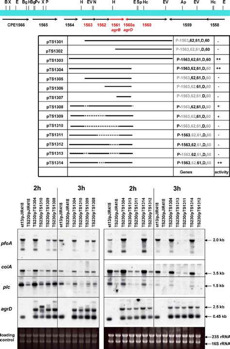 Deletion Analysis Of The Agr Region To Determine The Role Of Each Gene