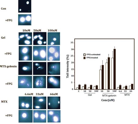 Dna Damage Ti In Mcf Cells Exposed To Gelonin Mtx Gelonin And