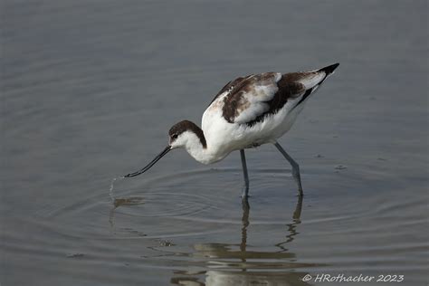 Avocette L Gante Recurvirostra Avosetta Pied Avocet Flickr