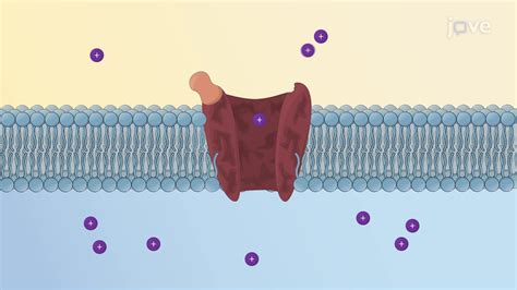 Video Ligand Gated Ion Channel Receptor Gating Mechanism