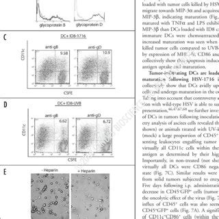 HSV 1716 Oncolytic Effect On ID8 VEGF Syngeneic Tumor Model A Tumor