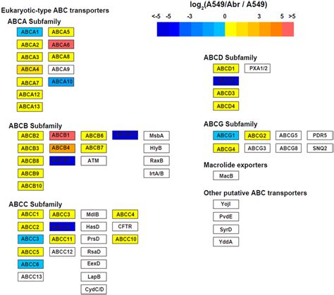 Abc Transporters Are Significantly Up Regulated In Mdr Cells Compared