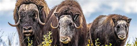 Musk Ox & Northern Lights in Stunning Nome, Alaska