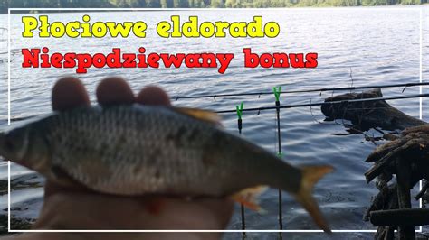 P Ociowe Eldorado Niespodziewany Bonus Klasyczny Feeder Youtube