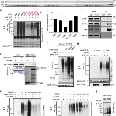 K Linked Ubiquitination Promotes Yap Nuclear Localization And