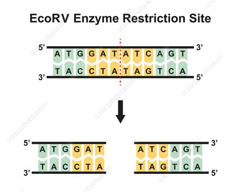 EcoRV enzyme restriction site, illustration - Stock Image - F037/4515 - Science Photo Library