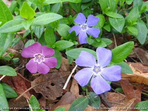 Vinca Minor Alchetron The Free Social Encyclopedia