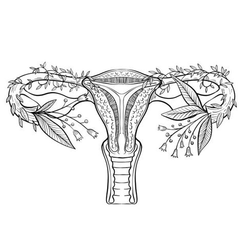 Ovary Silhouette Illustrations Royalty Free Vector Graphics And Clip Art