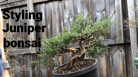 Juniper Bonsai How To Style And Create Bonsai Initial Styling Process