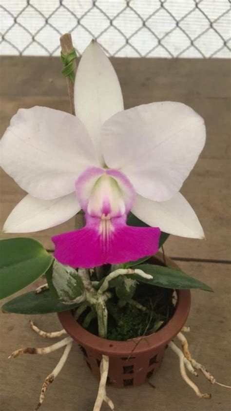 Cattleya Walkeriana Priscila Da Fonseca Semi Alba Adulta Lacre