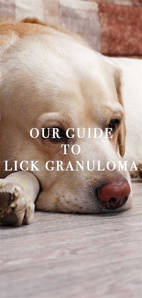 Lick Granuloma In Dogs Signs And Treatments For Your Pet