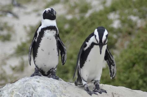 Vanuit Kaapstad Halfdaagse tour langs Boulders Beach en Pinguïns