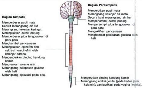 √ Sistem Saraf Pada Manusia Lengkap Dengan Penjelasan Dan Fungsi Setiap