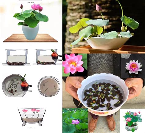 5pcs/bag bonsai flower lotus flower for summer Bowl lotus pots Bonsai garden plants Exotic Water ...