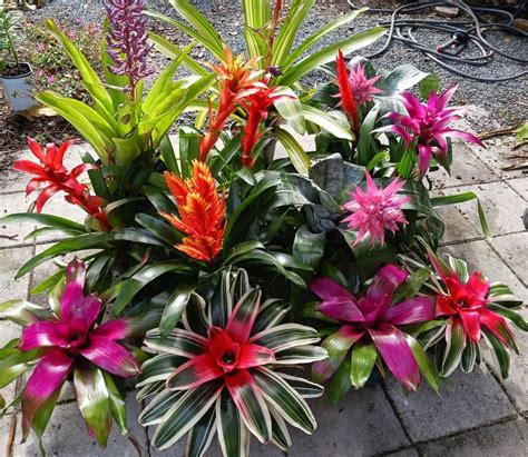 How to Care for Bromeliad Plants - Passion Plans