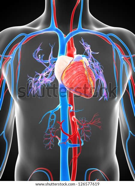 D Rendered Illustration Human Vascular System Stock Illustration