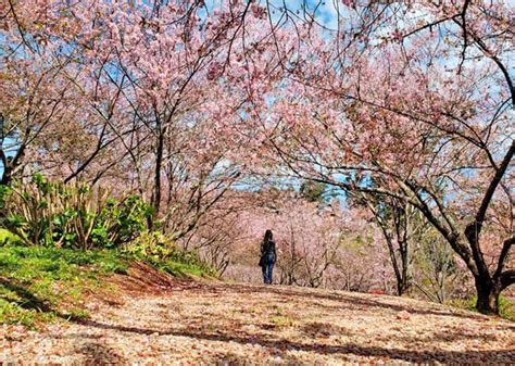 Parque das Cerejeiras em Campos do Jordão Como visitar Vambora