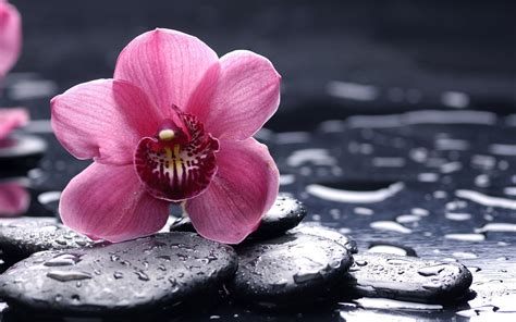 Orchids Purple Flowers Pebbles Water Drops Wallpapers Hd Desktop