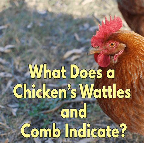 What Does A Chickens Wattles And Comb Indicate