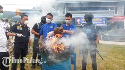 Diamankan Dari Tersangka Saat Hut Ri Kg Ganja Dimusnahkan Bnnp