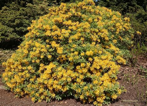 Rhododendron Luteum Pontische Azalea Geur Heerlijk Het Is Een