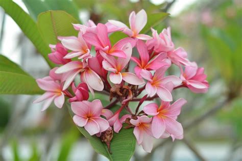 Plumeria How To Grow And Care For Tropical Plants With Ease