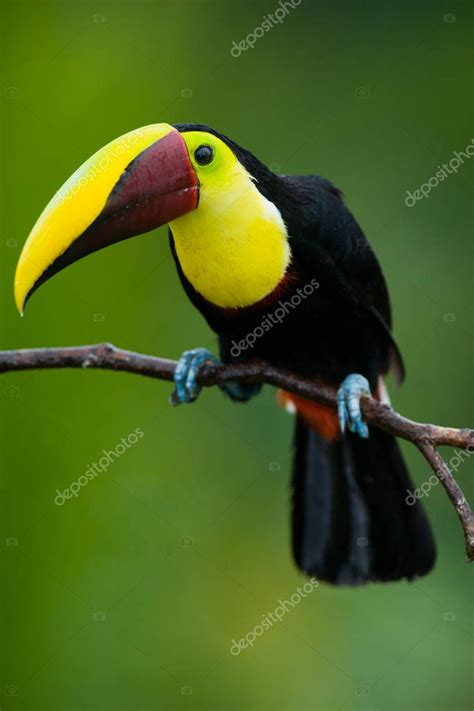 Tuc N Con Mand Bulas De Casta O O Swainsons Toucan Ramphastos