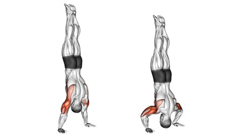 Push Up Muscles Worked Complete Guide