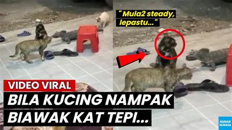 Mula Mula Steady Tengok Reaksi Kucing Ni Bila Nampak Biawak Kat