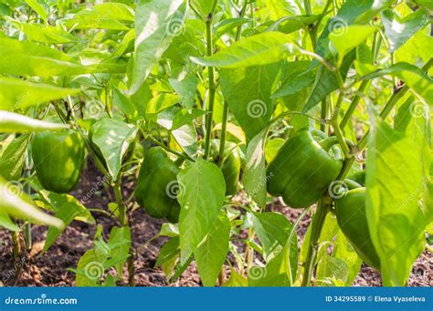 Fresh Green Bell Pepper Plant Stock Image Image Of Growth Copy 34295589