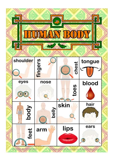 Human Body Parts Bingo 4x4 100 Pages Call Sheet Made By Teachers