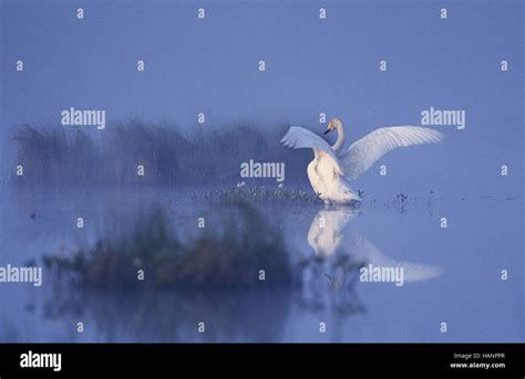 Whooper Swan Singschwan Stock Photo Alamy