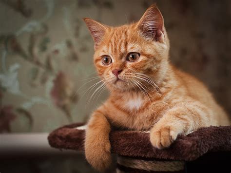 Ginger Kitten Full Hd Wallpaper And Background Image X Id