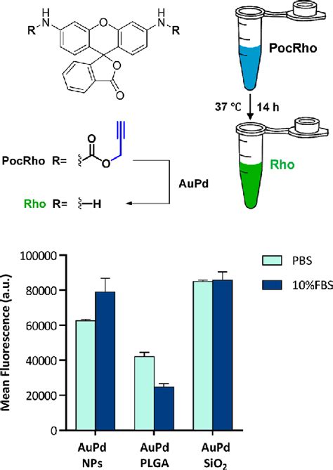 Analysis of the conversion of PocRho 100 μM into Rho after incubation