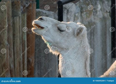 White Dromedary Head Dromedary Camelus Dromedarius Showing His Teeth ...