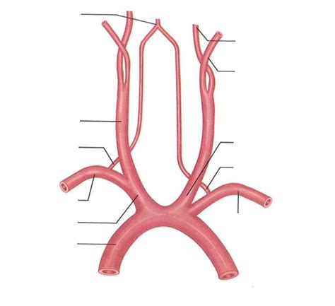 Aortic Arch Diagram Diagram Quizlet