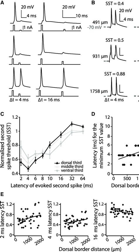 This Model Simulates Spike Trains By Modeling A Neurons Membrane