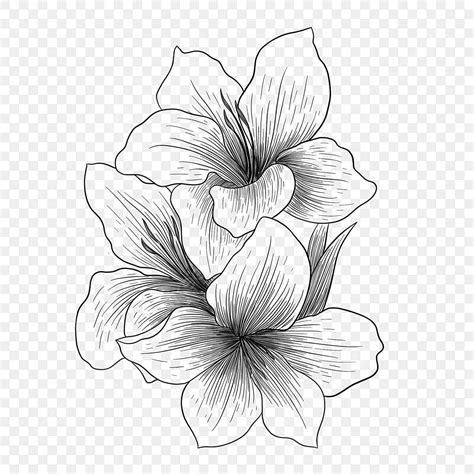 Dibujo De Dibujo Lineal Flores Plantas En Blanco Y Negro Png Dibujos