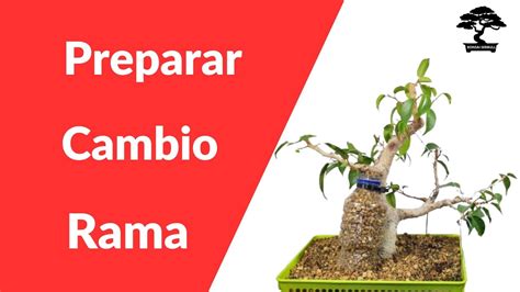 Como Preperar Cambio De Rama En Ficus Retusa Bons I Serbull Youtube