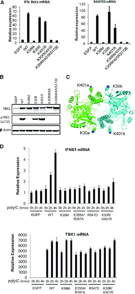 K Linked Polyubiquitination Is Required For Tbk Induced Gene