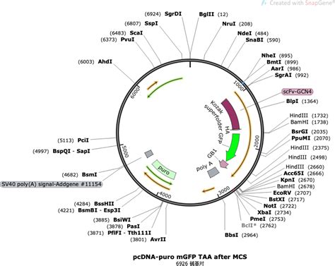 Addgene PcDNA Puro Kozak ScFv GCN4 HAtag MsfGFP V206K GBI