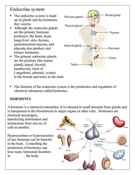 Endocrine System Assessment Endocrine System The Endocrine System