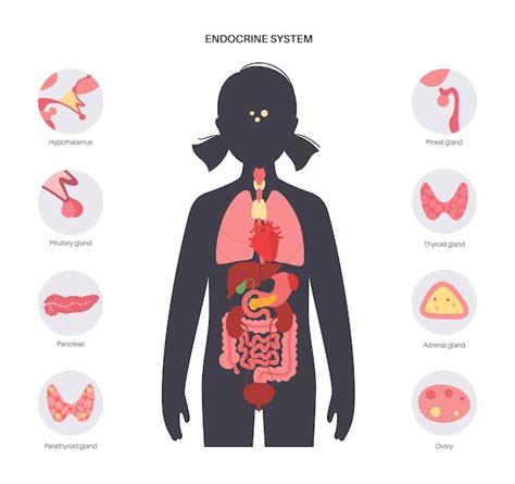 Sistema Endocrino Humano Vector Premium