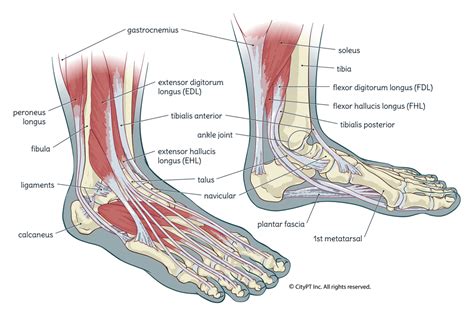 foot-ankle-anatomy ⋆ Santa Barbara Deep Tissue - Riktr PRO Massage ...