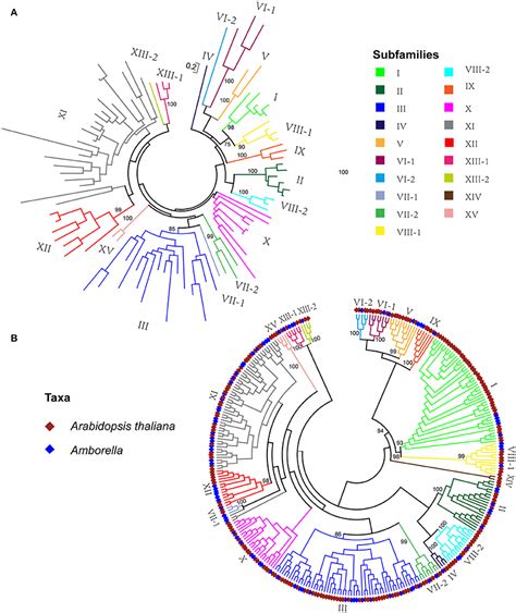 Frontiers Duplication And Divergence Of Leucine Rich Repeat Receptor