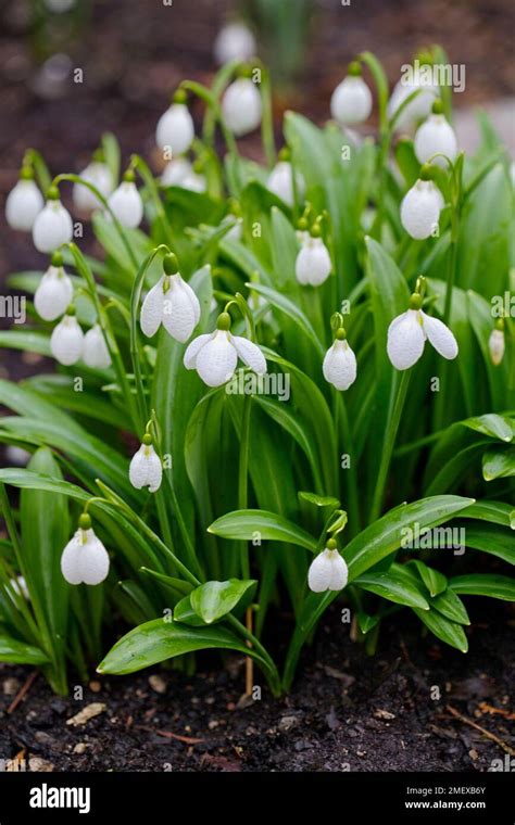 Galanthus plicatus 'Augustus' Stock Photo - Alamy