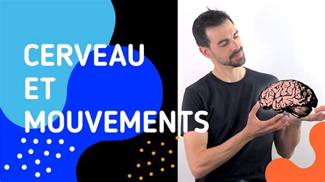 Cours De Terminale SpÉcialitÉ Svt Chap 15 Cerveau Mouvement Volontaire Et Action De Substances