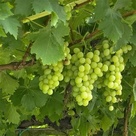 Vigne Vitis Vinifera Excelsior Cm Achats Avantageux Sur