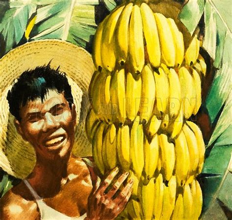 Perhaps Bananas Grew On The Tree Of Knowledge In Paradise Historical